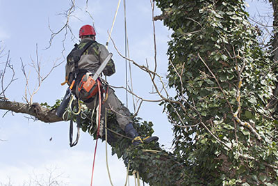 pruning services