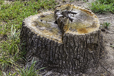 stump removal grinding